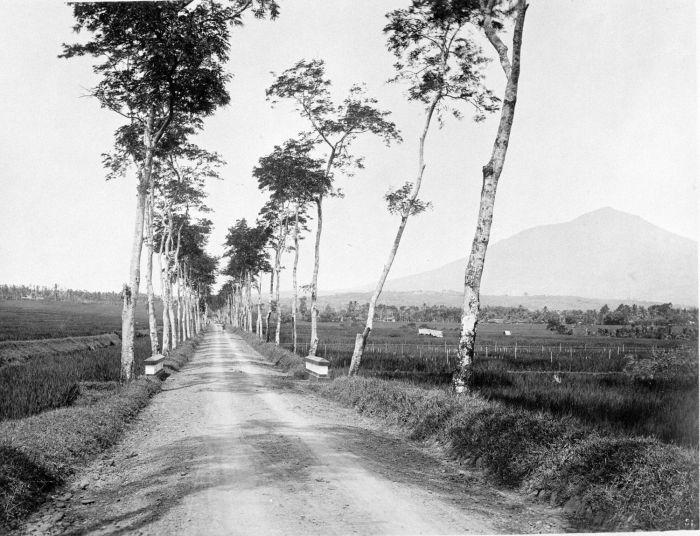 COLLECTIE_TROPENMUSEUM_De_tussen_rijstvelden_gelegen_weg_naar_Tasikmalaja._TMnr_60002470.jpg